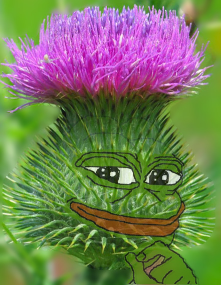 Pepe Burdock